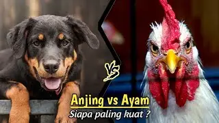 Pertarungan Ayam Jago vs Anjing