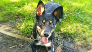 Смешные животные 😂 🐶 | #shorts #приколы #животные
