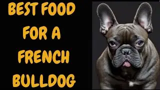 Best Food For A French Bulldog