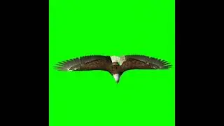 Eagle Green screen ||Baaz #greenscreen #green #greenofficial #shorts #subscribe