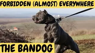 BANDOG - The Forbidden Dogs - almost everywhere!