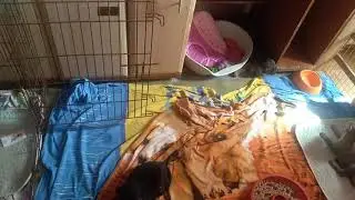 жара и щенки