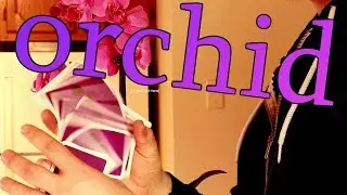Orchid