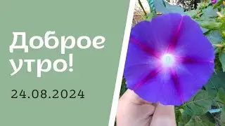 Доброе утро! 24.08.2024