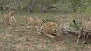 Digital Safari: Life of big cats