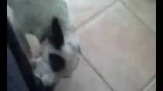 snoupi