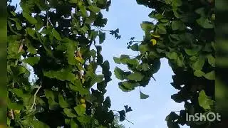 少年時代（井上陽水）ソプラノリコーダー
