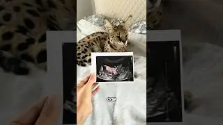 Будни многокотящей🥰 Доказательства, что своих котов родила именно я! Ну как убедительно???