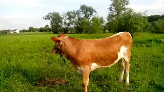 Cow in the meadow . पवित्र गाय .Священная корова