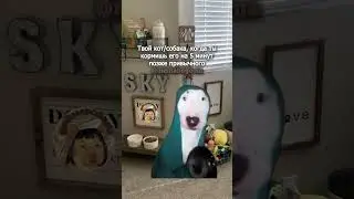 Когда уже 5 минут не кормил своё животное #мем #юмор #shorts