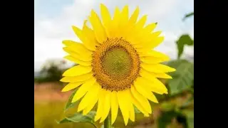 Bom dia para os Vencedores.