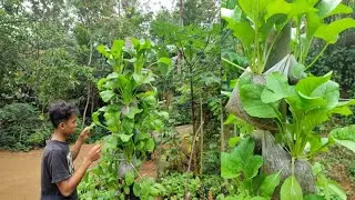 This is my first time planting this way, the results are amazing