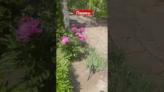 Красивый сад цветы пионы