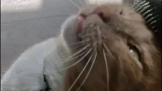 Brushing a cat to make him soft ❤️ #deshredding #oliverandsuzie #catbrush #catcomb #oliverthecat