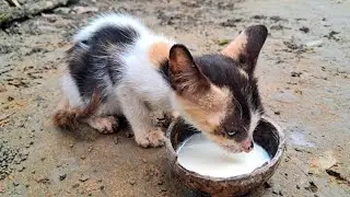 A baby kitten drinking milk 🍼😻