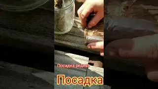 Посадка редиса из скрутки в ящик   #посадкаредиса#редис#огородничество#земляматушка#земледелие