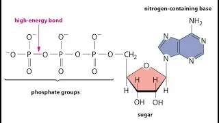 HIGH ENERGY MOLECULES