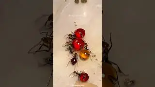 Honeypot Ants: Nature's Living Honeycombs
