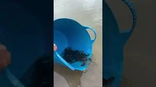 Белый амур выпущен в водоем Лисицкого парка! Великий Новгород