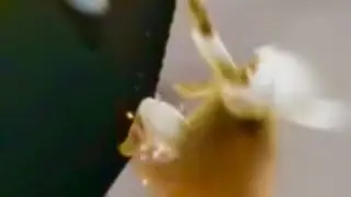Moth falls off a cliff || Shot on iPhone meme