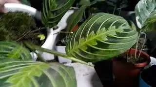 tanaman maranta lemon lime sale