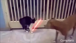 Funny Cats Compilation - Best Funny Cats Fails Compilation - Funny Animals #1