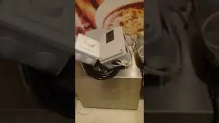 Пижма лекарь. Подсолнечное масло своими руками