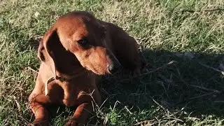todo lo que necesitas saber de un perro salchicha #teckel #dachshund #perros