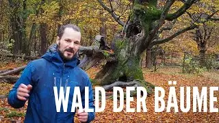 Waldfotografie WALD DER BÄUME