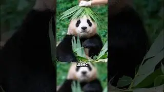 Нападение панды