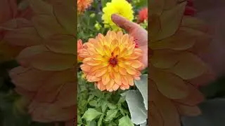 3 Annual Plants for a Winning Plant Combination