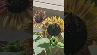 #sunflowers #relaxing #music Beautiful #nature #shorts
