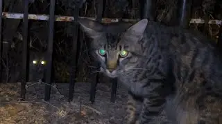 Cat fight