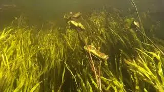 Тихая Сосна. Подводная съемка.