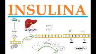 INSULINA