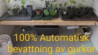 Automatisk gurkodling, allt sköts automatiskt och vi tillför bara näring.