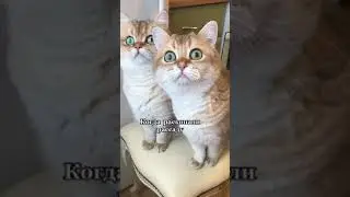 Когда Раскопали Рассаду