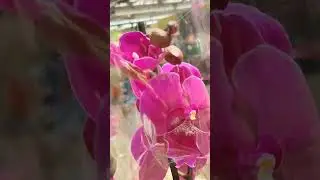 Орхидеи в OBI Краснодар 