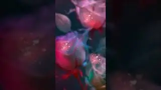 кутманду кечинер менен!