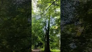 Звуки природы # шум леса # пение птиц #