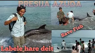 Save Fish Maubara 28-12-2019_Proud of you Mr. Angelino DSM