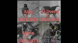 All my pets😔🕊️ #stickman44 #edit #whereareyounow #pets #sad #cat #bird #death #mypet #mycat