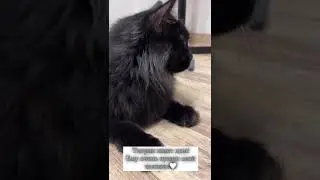Michiko.ru | Кот Тиграша ищет дом. Отдаем бесплатно. Кошки в дар в добрые руки.