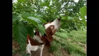 Our Dog's Favorite Seasonal Snack.