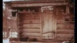 Продается медвежья шкура.