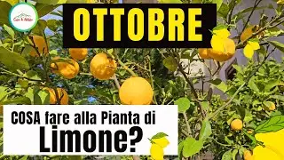 OTTOBRE-Cosa Fare Alla Pianta Di LIMONE?Ecco alcuni consigli di potatura,concimazione e molto altro