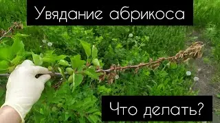 Увядание абрикоса (монилиоз)