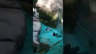 African penguin swimming _columbus zoo #animal #bringingthezootoyou #animalpark #zoo #wildlife