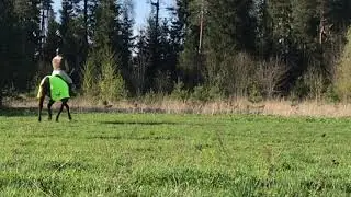 Как ехать на лошади рысью и галопом.