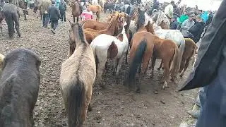 Асп Бозор Душанбе / лошадь рынок  